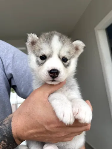 Husky siberiano
