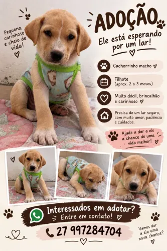 Adoção Responsável
