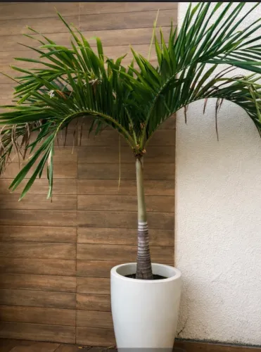 Palmeira natural 