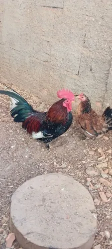Casal de galo e galinha garnisé