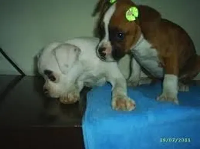 boxer Companheiro fiel do dia a dia.