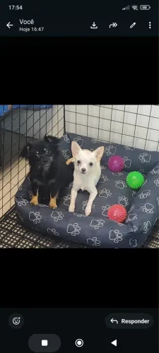 Chihuahua fêmea 