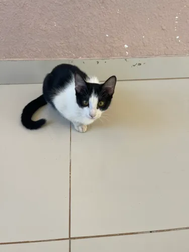 Gatos