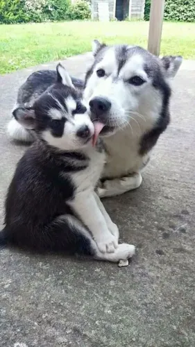 Husky siberiano Um filhotinho que transforma presença em conforto