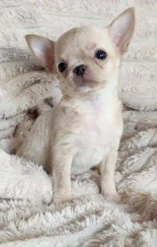 Chihuahua Carinho que se transforma em hábito