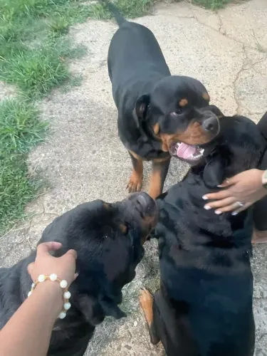 Rottweiler Um presente que vai arrancar um sorriso