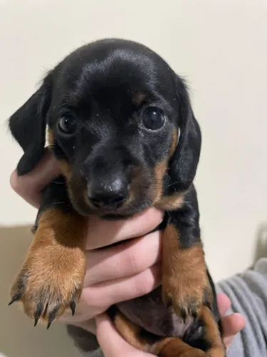 Filhote daschund mini