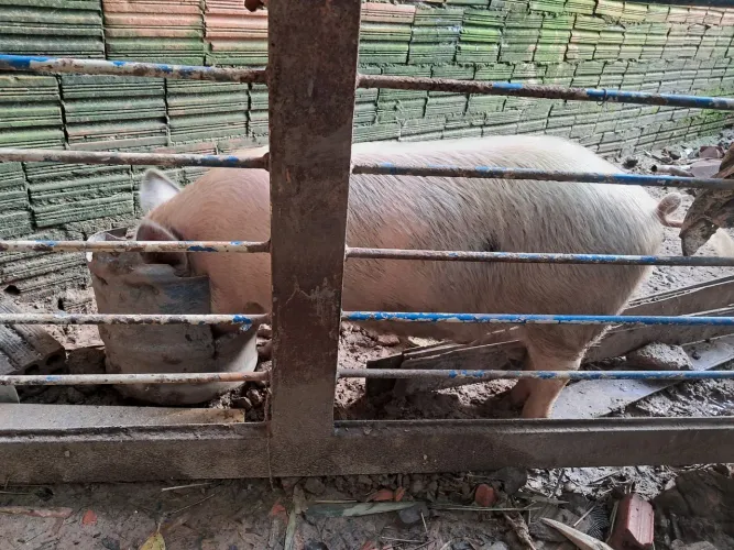Porco capão cerca de 45 kg ou mais 