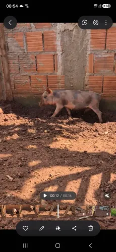 01 Leitoa Caipira 