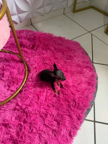 Pincher 0 machinho disponível