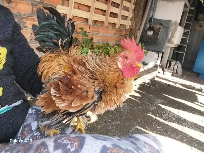 Galo garnize frisado
