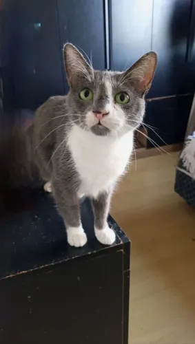 Gatinha para adoção.