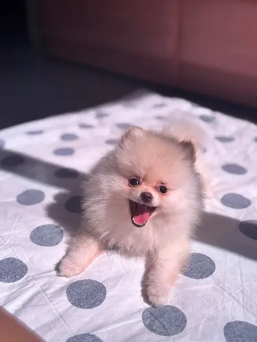 Filhote Lulu da pomerania