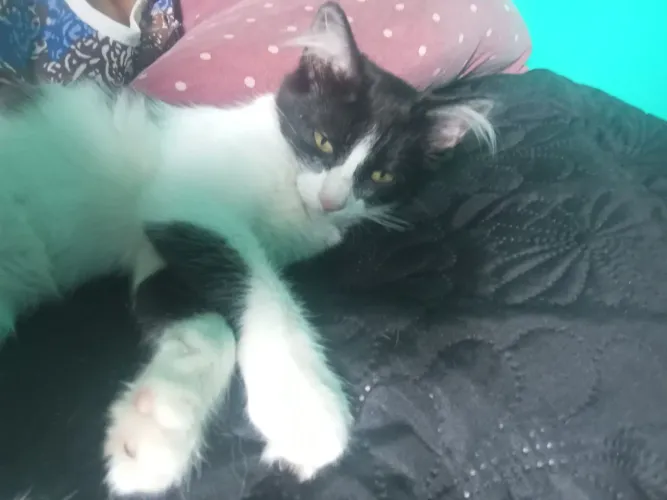 Gato  para doação 