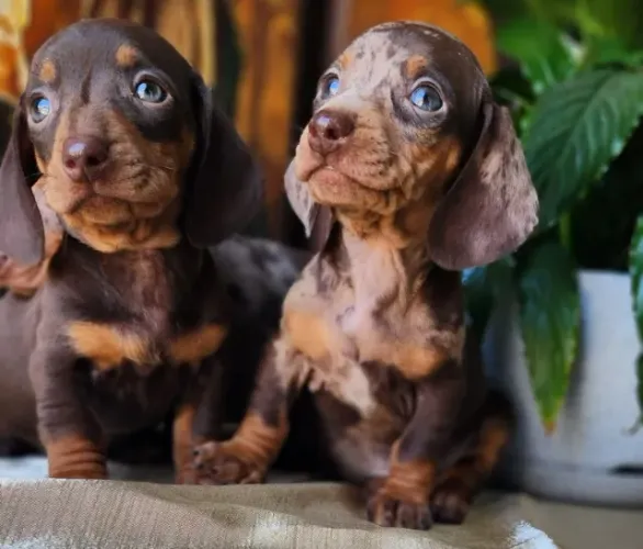 Maravilhosos Filhotes de Teckel Com Pedigree!!