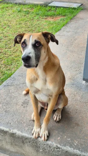 Cão de Guarda Adulto - 5 anos - Ideal para Casa ou Sítio