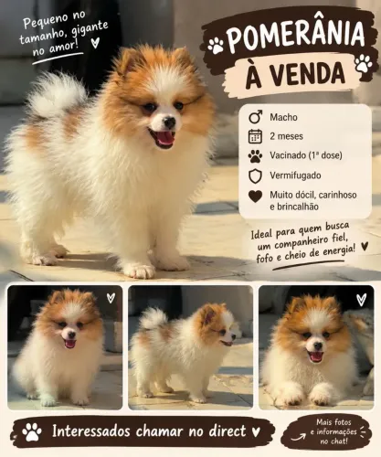 Lulu-da-pomerânia<br>Raça de cães<br>Imagem de Pomeranian | zooplus Magazine