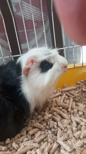 Vende-se porquinho da índia adulto 