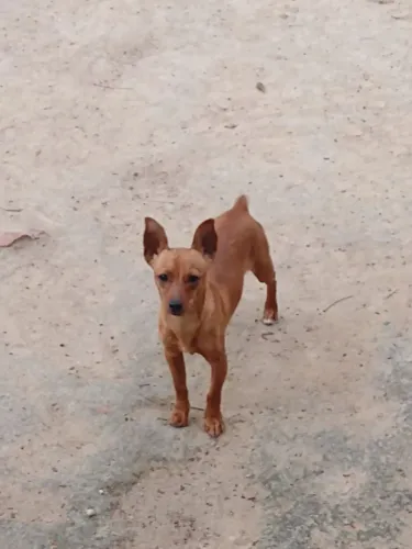 Pincher macho 