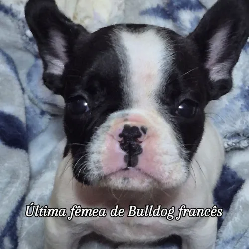 Bull francês promo pro final de semana 