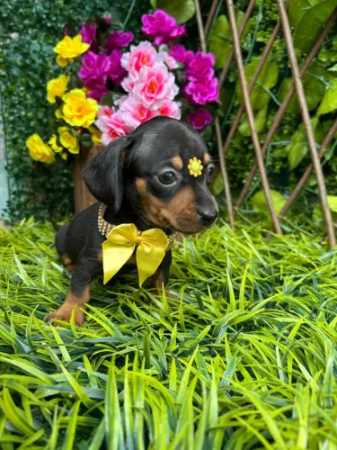Vendo filhote fêmea de basset Black TAM