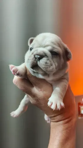 Buldogue Francês 