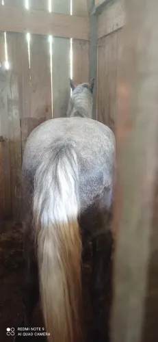 Potro Percheron 3 anos.