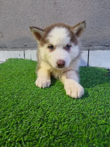 Filhote de Husky Siberiano 