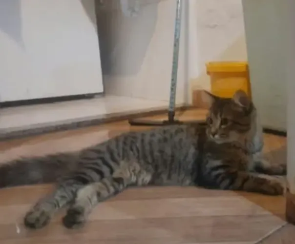 Gato