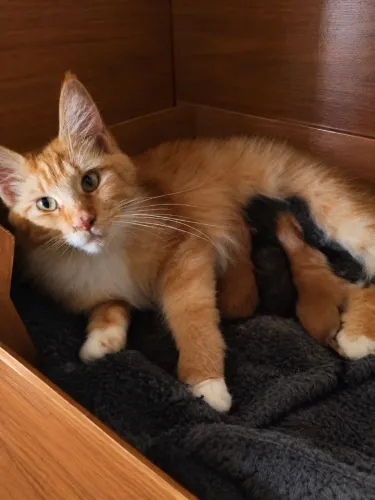 Filhotes de Maine coon
