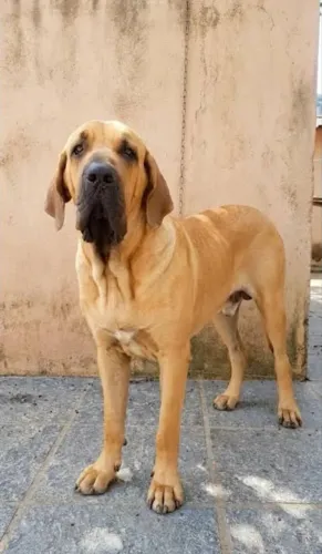 Fila brasileiro FÊMEAS