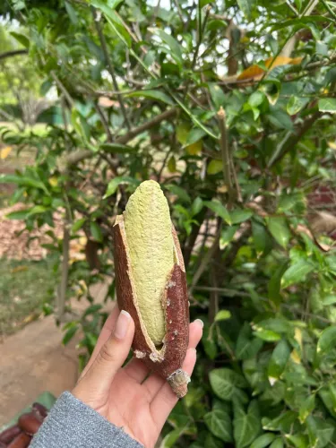 Jatobá com casca R$25,00kg