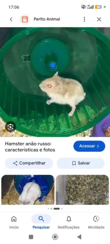 Vendo filhotes de hamister anão russo