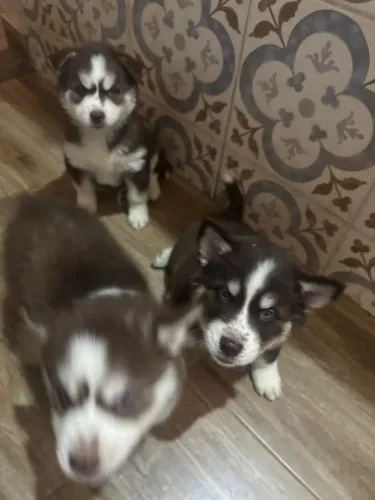 Filhote de husky 