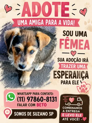 DOAÇÃO DE FILHOTE DE CACHORRO FÊMEA EM SUZANO