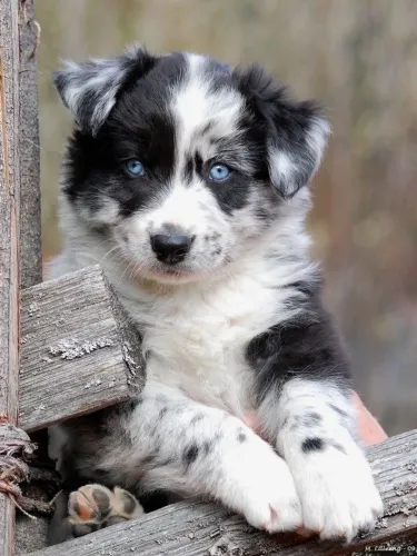 Border Collie Um Novo Motivo Para Chegar Em Casa Sorrindo