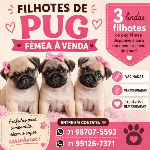2 fêmeas Pug disponíveis