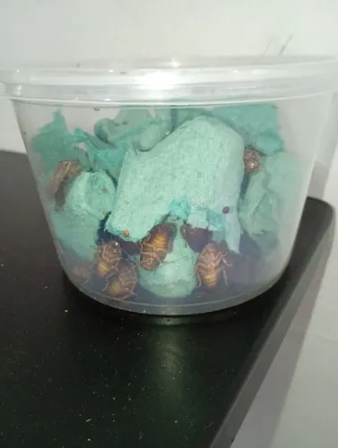 150 barata cineria