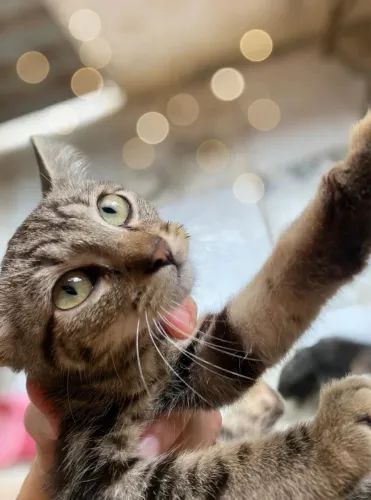 Doação de gatos