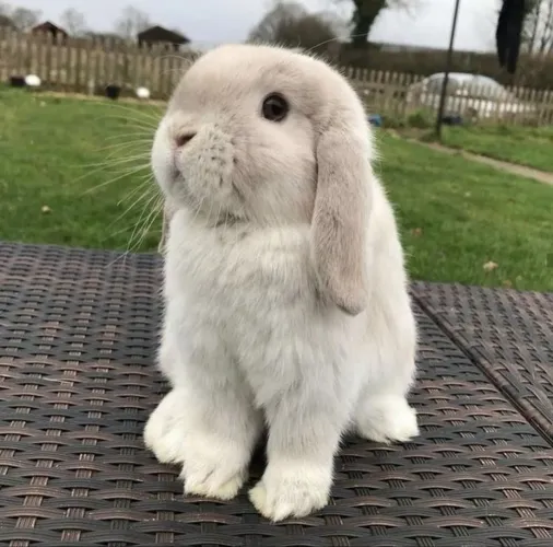Coelho mini lop