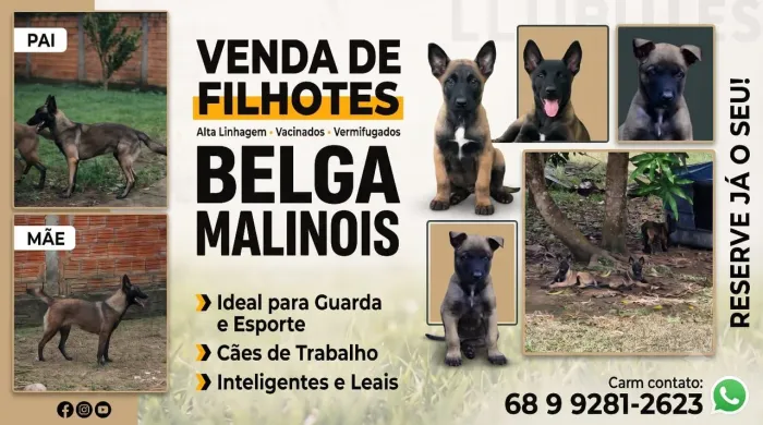 Vende se filhotes