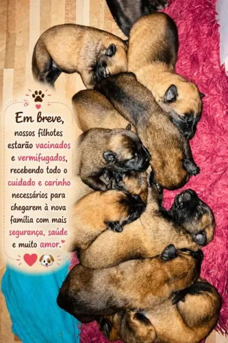 Venda de filhotes de Pastor belga Melinois