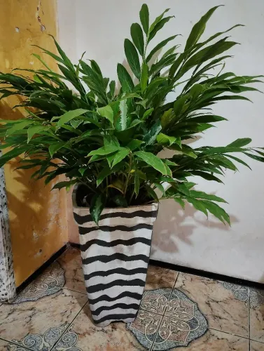 Plantas e jarros