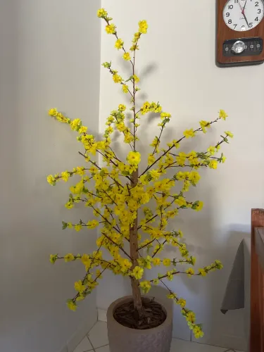 Planta decorativa
