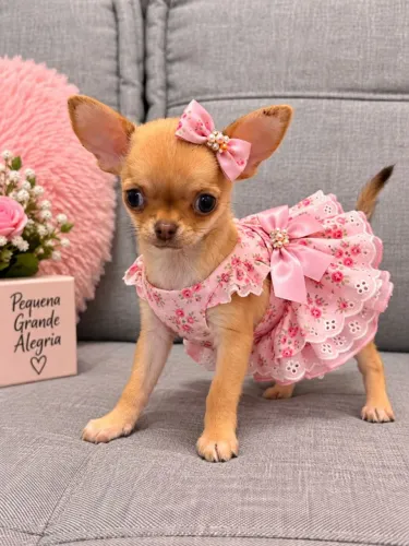 Chihuahua fêmea pelo curto zero