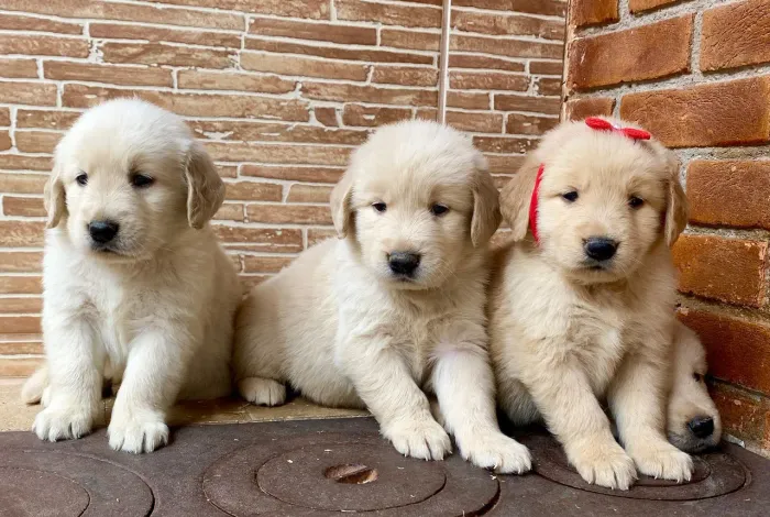 Golden Retriever -Filhotes inteligente e ativos. 