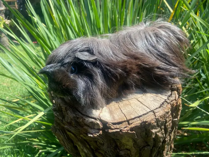 Vendo um porquinho da índia PERUANO, homozigoto para peruano cor sólida