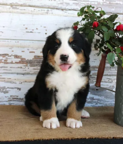 Bernese Mountain Dog,Bernese Mountain Dog Filhote Disponível Entrega Facilitada