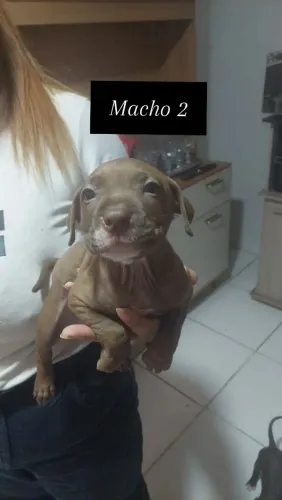 Filhotes de Pit Bull Red Nose