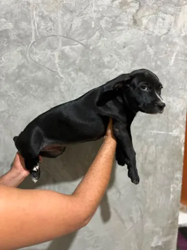 Cachorros